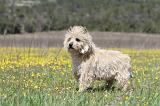 CAIRN TERRIER 277